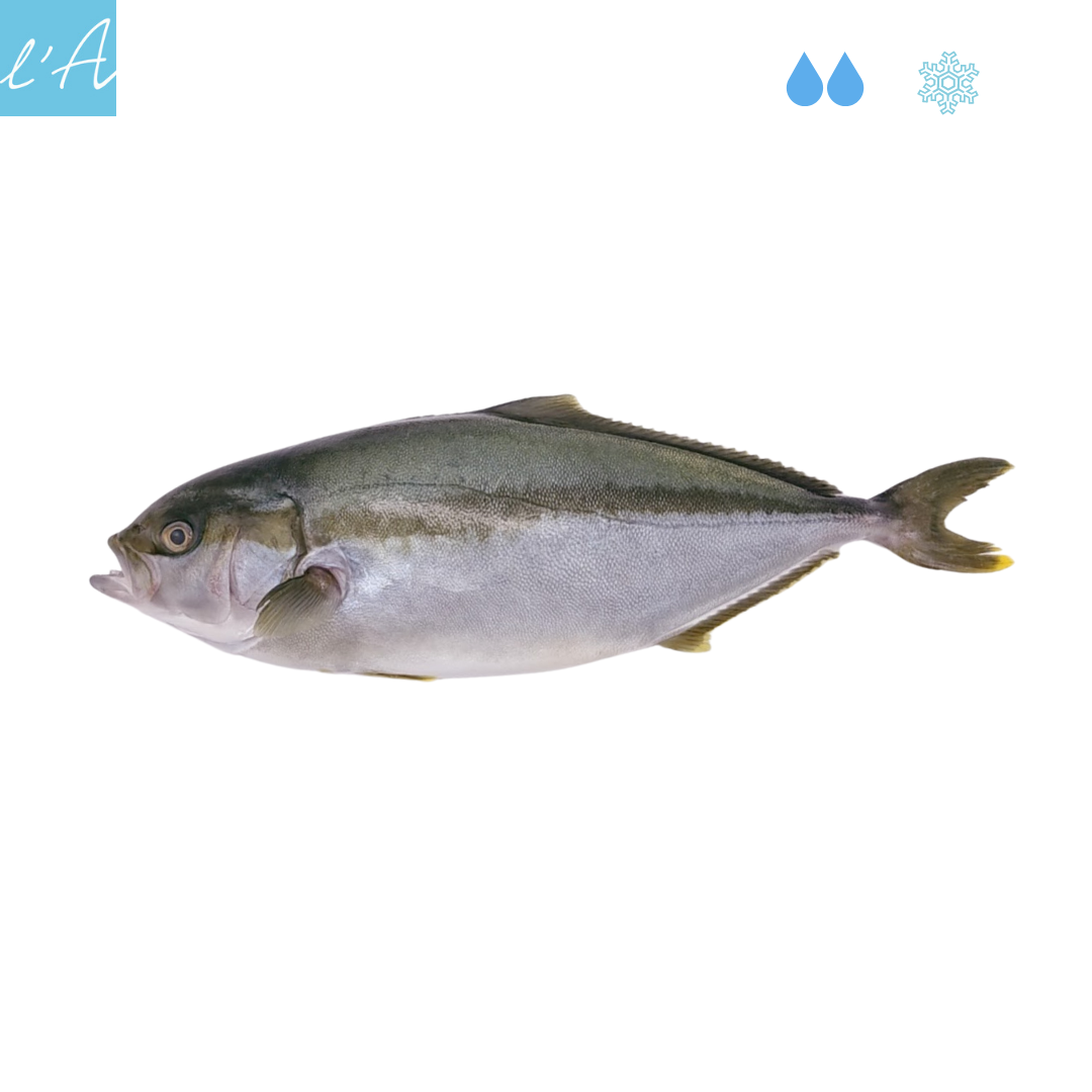 Ricciola fresca pulita 800/1100gr