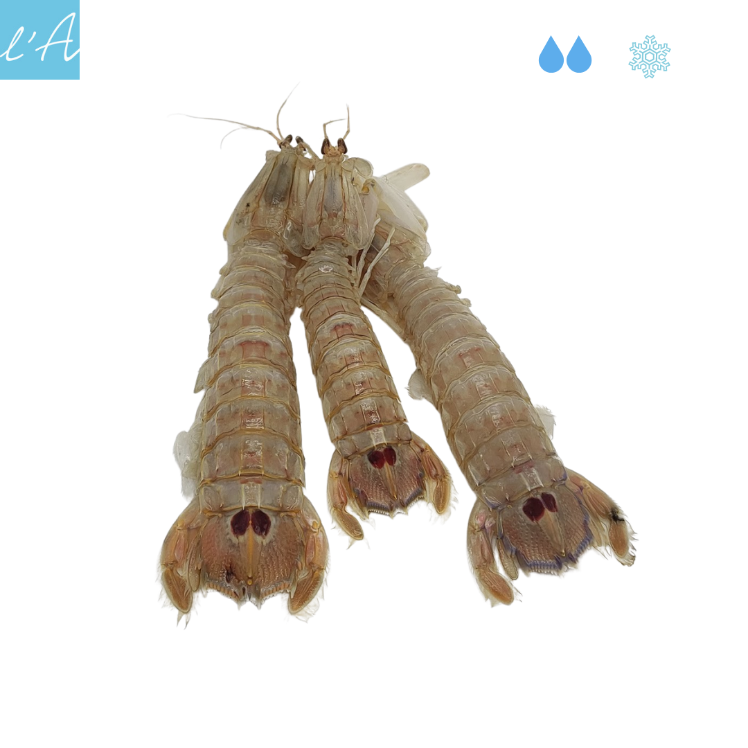 Cicala o pannocchia 500gr 2/3 pers