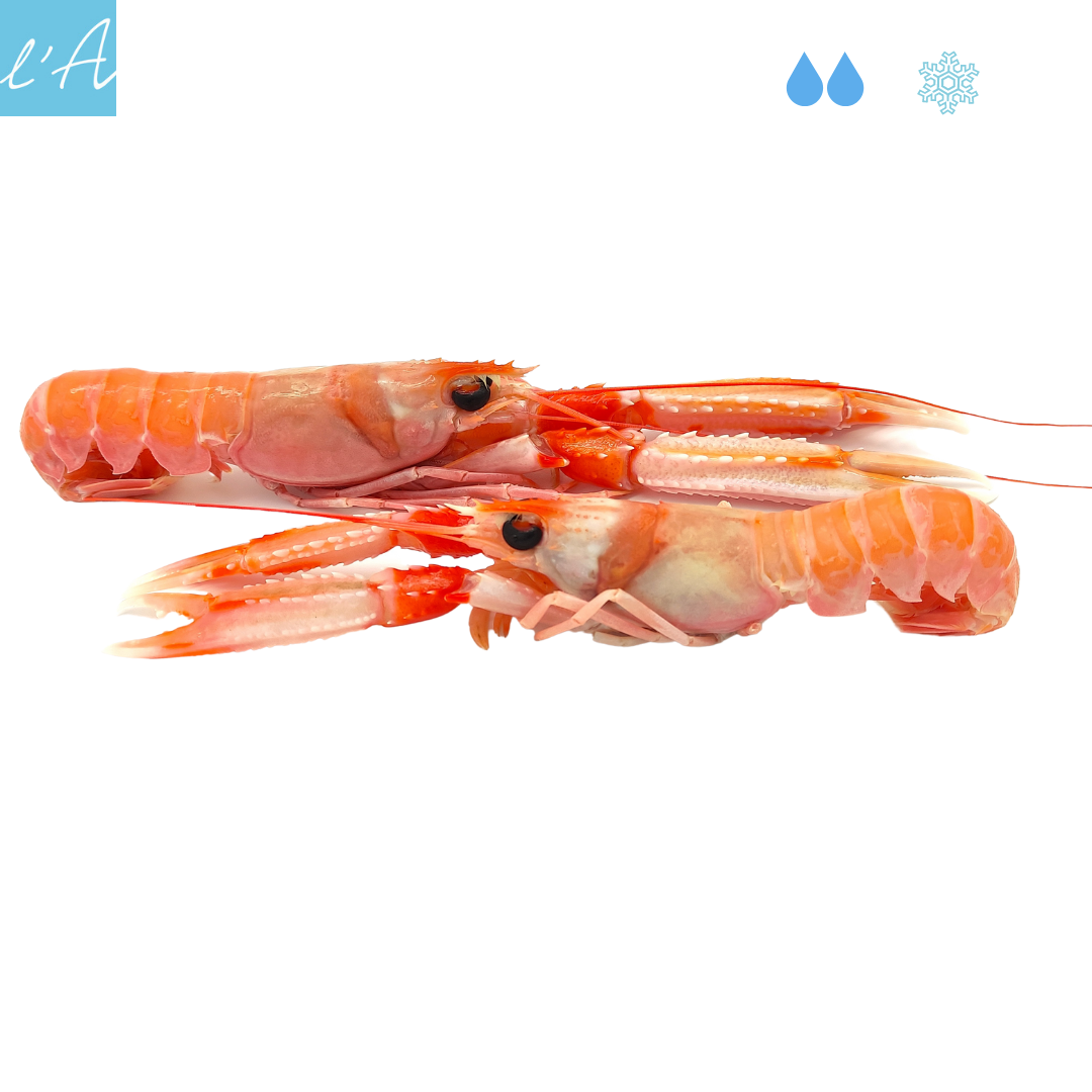 Scampo 500gr 2/3 pers