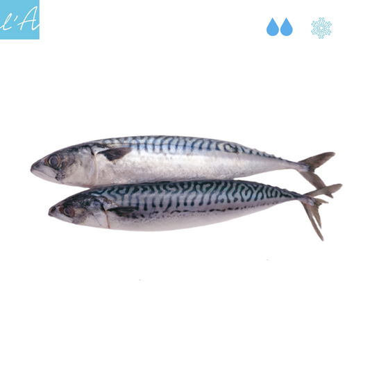 Sgombro fresco eviscerato 750/850gr 4/5 pers