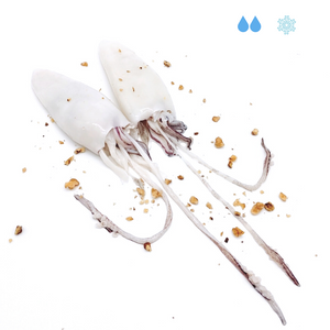 Calamaro pulito congelato conf. 750/800gr 3/4 pers