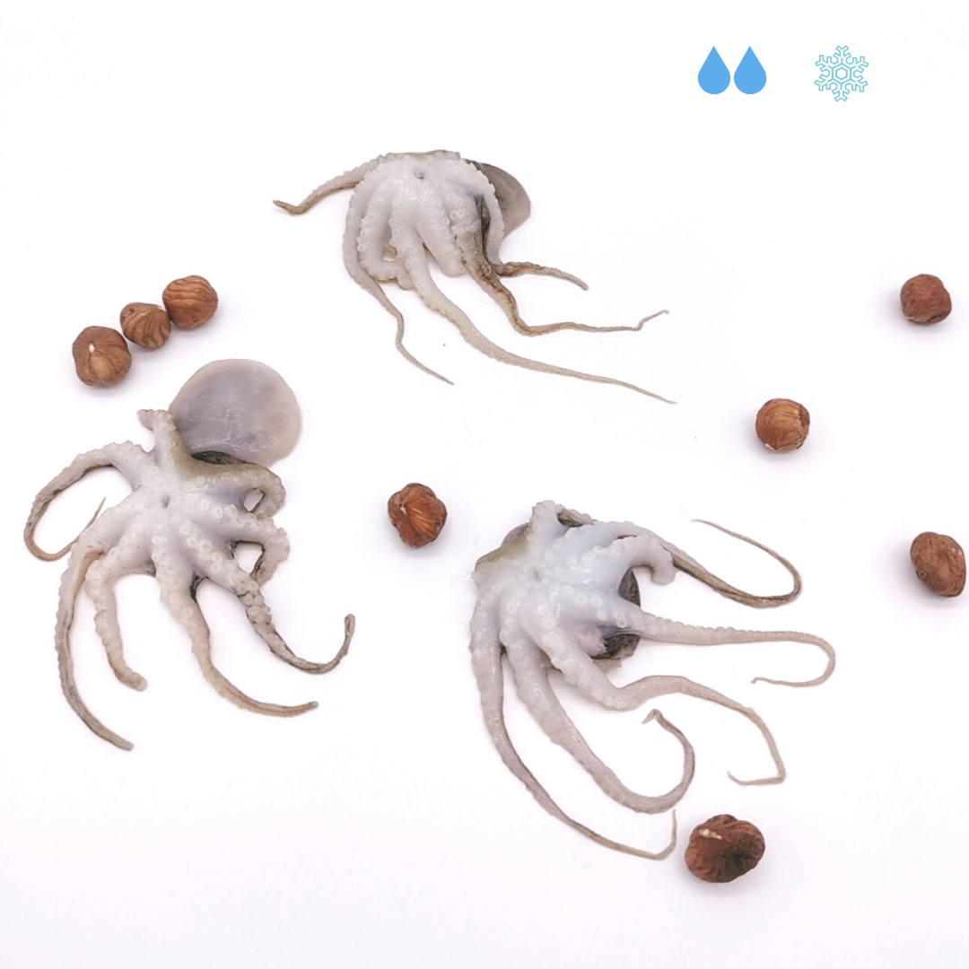 Polipetto o moscardino 1kg