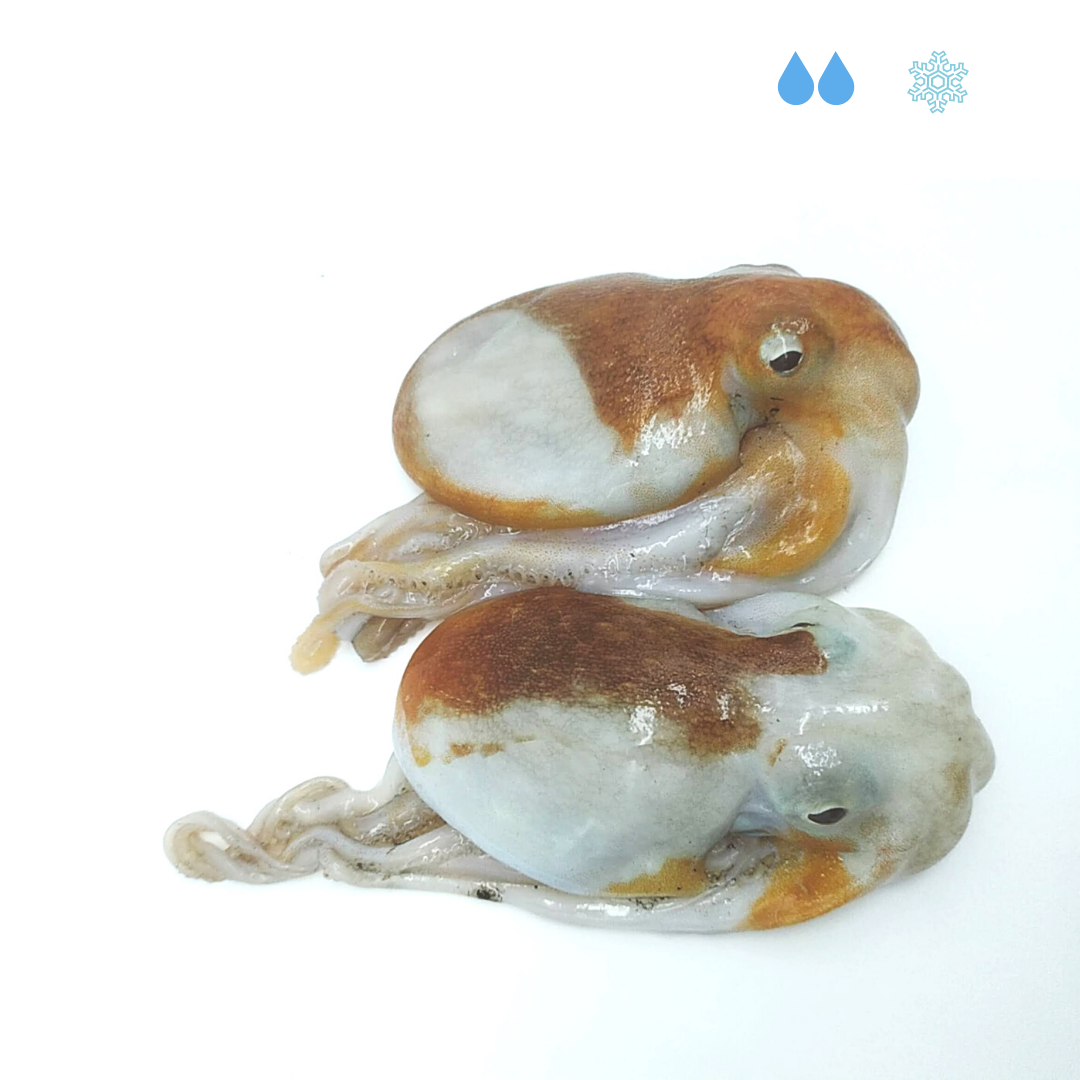 Polipetto o moscardino 1kg