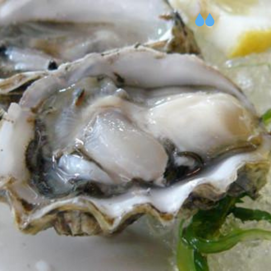 Ostrica Gran Crue Cancale n.2 (8-10pz/kg)