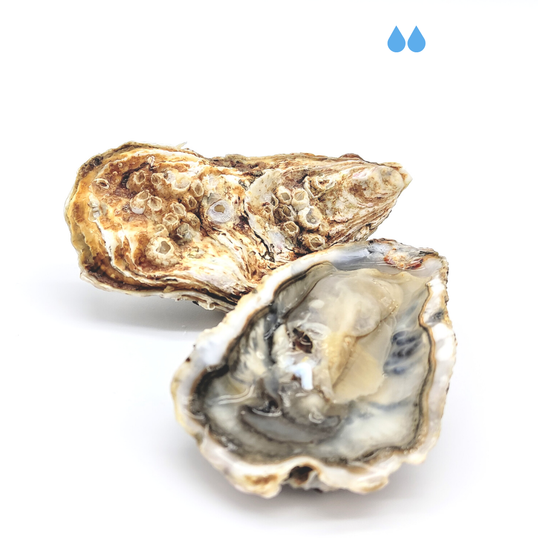 Ostrica Prestige Cancale (18pz)