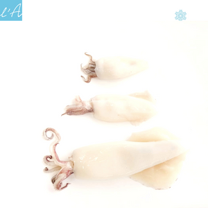 Calamaro pulito congelato conf. 750/800gr 3/4 pers